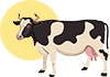 BÒ HOLSTEIN